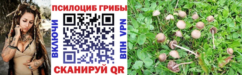 Псилоцибиновые грибы Psilocybe  Ялуторовск 